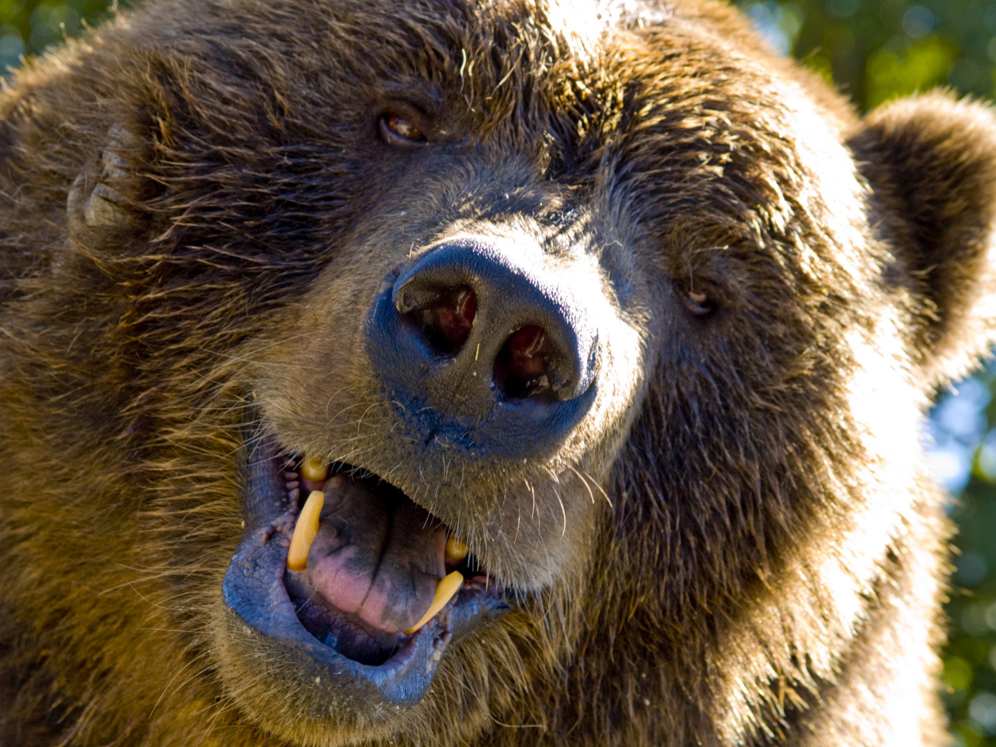 Grizzly Bear